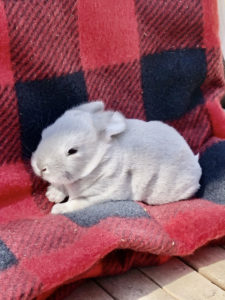 A small silver baby bunny lays on a red and black checkered blanket