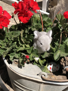 Baby silver bunny sits in a metal pot with red flowers and greenery