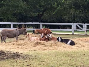 A donkey and 3 goats lay in a field of hay and grass