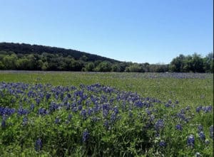 A green meadow of bluebonnets in front of a small mountain with blue sky