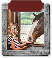 Amenities link - photo of blond little girl with black and white striped shirt feeding a horse by hand.