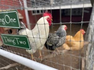 Three chickens sit on a limb in a barnyard.