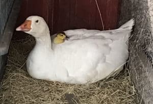 A white goose lays in a bed of hay with a baby yellow duck on it's back