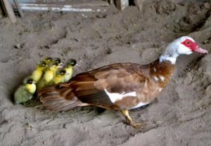 A brown and white mother duck sits with her 6 yellow and black baby ducklings behind her