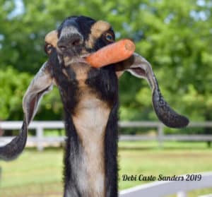 A black and brown goat looks at the camera with a carrot in it's mouth