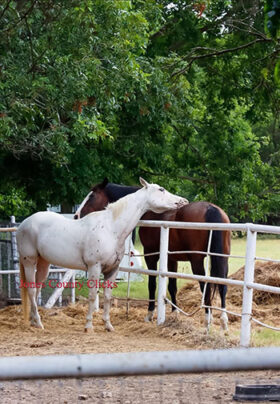 A white horse and a brown horse nuzzle their necks together leaning over each side of a white pipe fence with green trees behind them