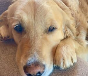 A Golden Retriever dog lays with his head on his paw looking sleepy