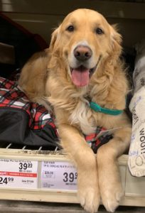 A Golden Retriever dog sits on a shelf with a green collar on looking happy