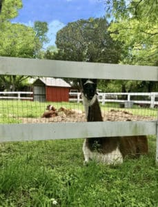 A brown and white llama lays by a white fence with a red shed and 2 goats behind her.