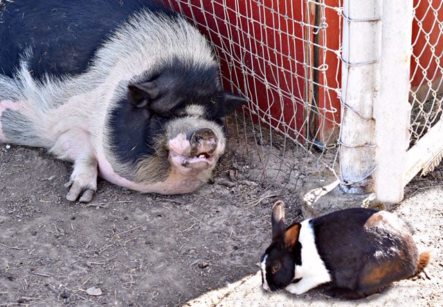 A black and white potbelly pig lays in front of a black and white rabbit next to a red and white barn