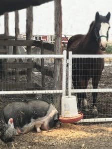 A brown horse, potbelly pig and chicken all stand around corn feed spilled on the ground by the pig.