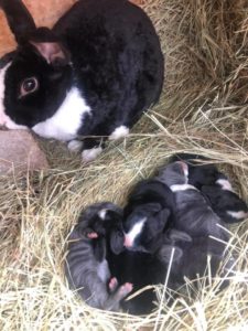 A black and white mother rabbit sits in hay looking at her 6 baby bunnies