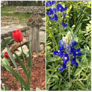 Bluebonnets and red tulips in a flower bed with a stone saint statue behind them
