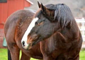 A brown horse with white face stands in a field