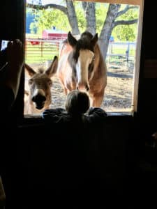 A brown horse and a grey donkey stick their heads through a window of a barn and a boy is giving them an apple.