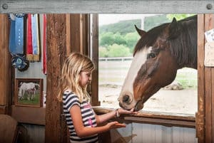 A brown horse with white face sticks its head through a barn door to eat a carrot from a young girl's hand