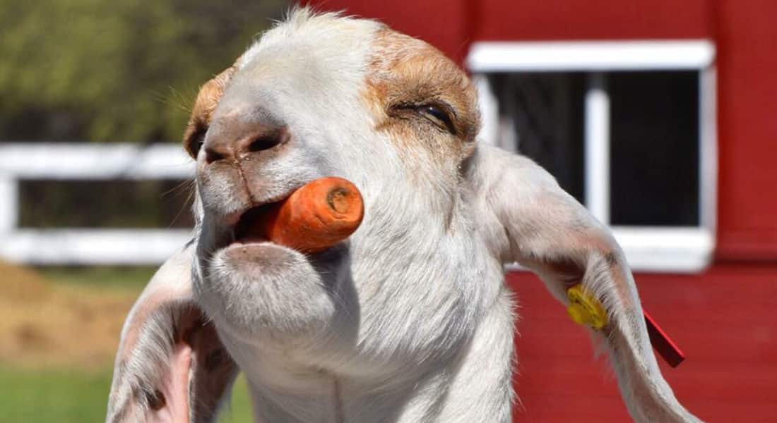 A white goat with a carrot in his mouth looking up