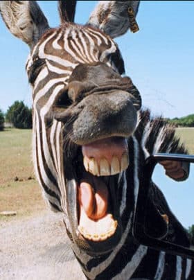 Close up of a zebra with his teeth showing.