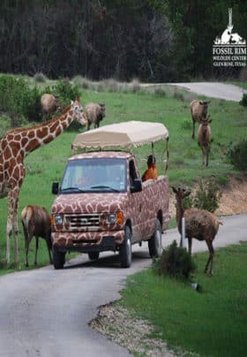 A safari truck on a road with a giraffe and emu eating from passenger's hands.