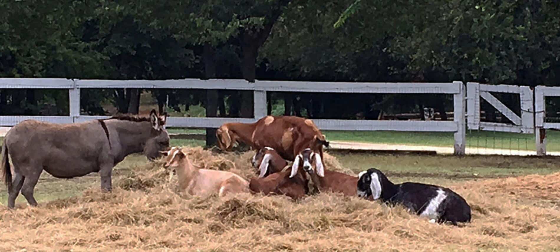 Several goats and a burro stand and sit in a big pile of hay.