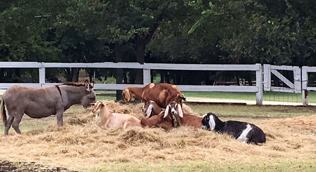 Goats and burros in a pile of hay in a paddock. 