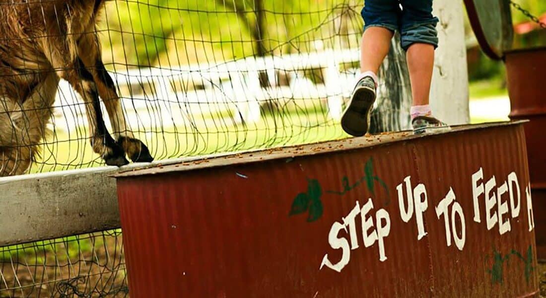 A child's feet walk along a steel container while a goat is up on the fence. 