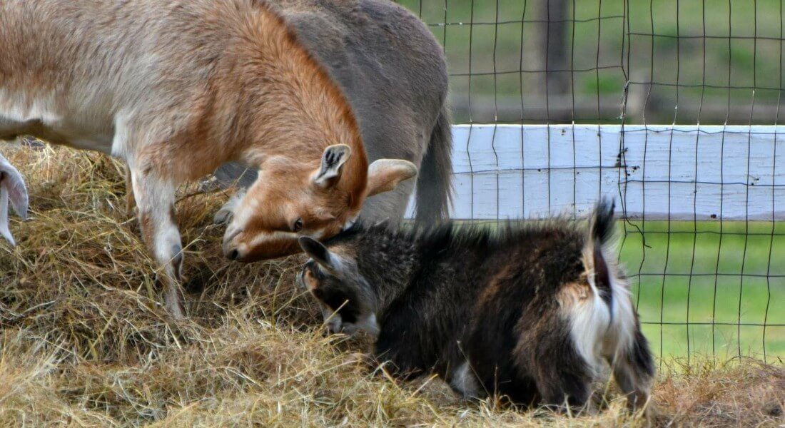 Two small goats butt heads in a pile of hay. 