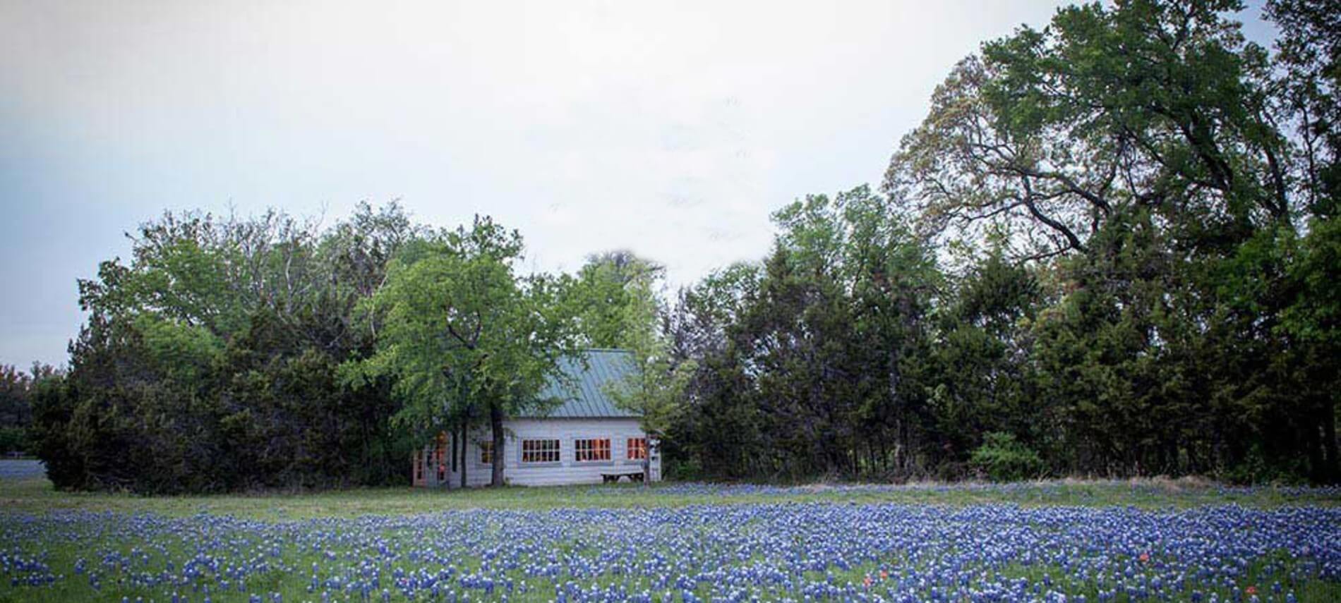 A small white cabin surrounded with trees fronted by a field of bluebelles.