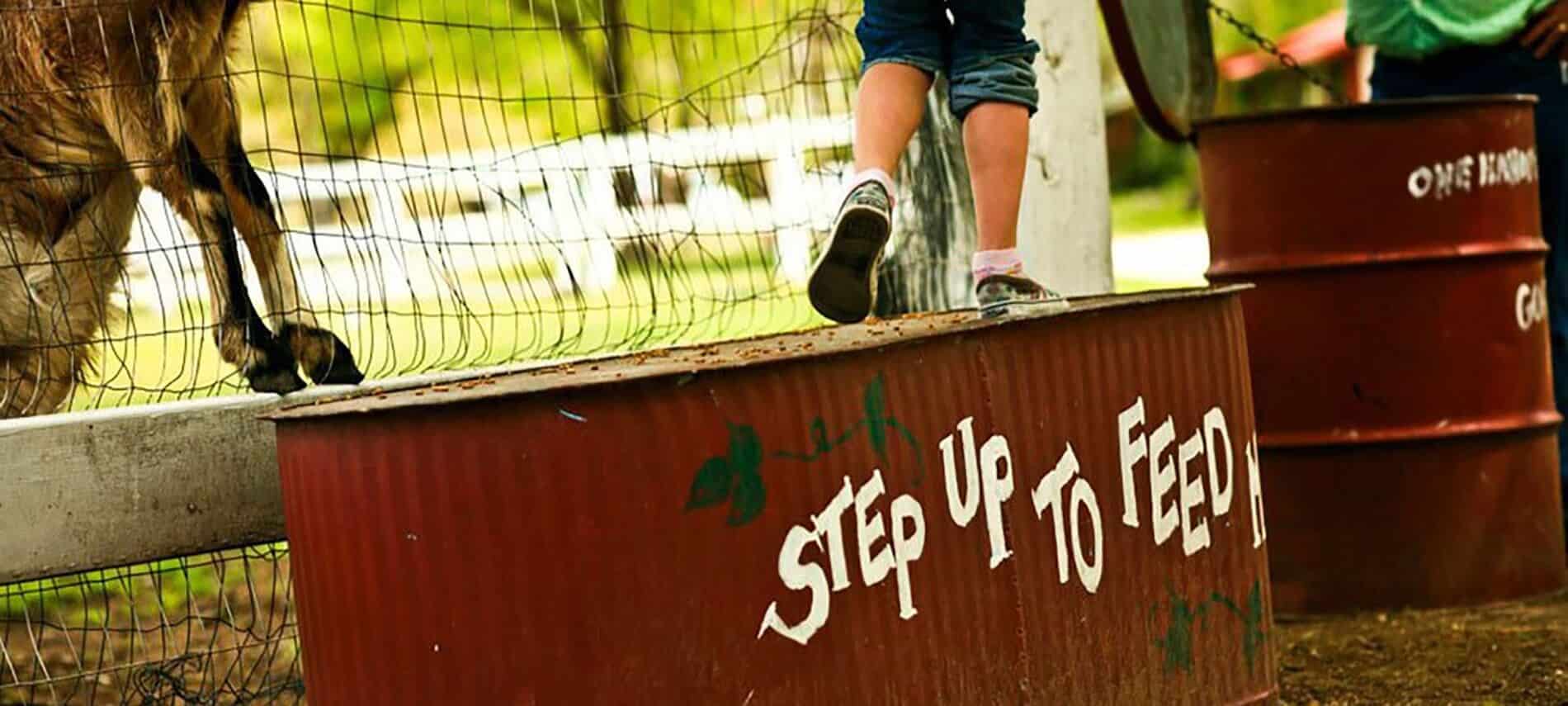 A child's feet walk along a stock tank painted with "Step up to feed me" as a goat leans on the fence.