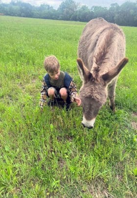 A young boy kneels in the grass to put a carrot in the grass for a grey donkey to eat